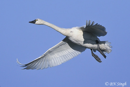blue sky lake bird fly flying nc swan lakes tundra pocosin nwr pungo birdperfect