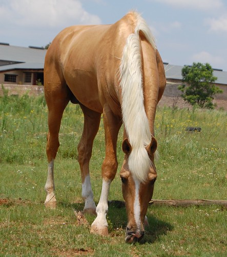 horses mare pony napoleon ponies delilah stallion palomino classicchampagne lucyrose jamesblond goldchampagne