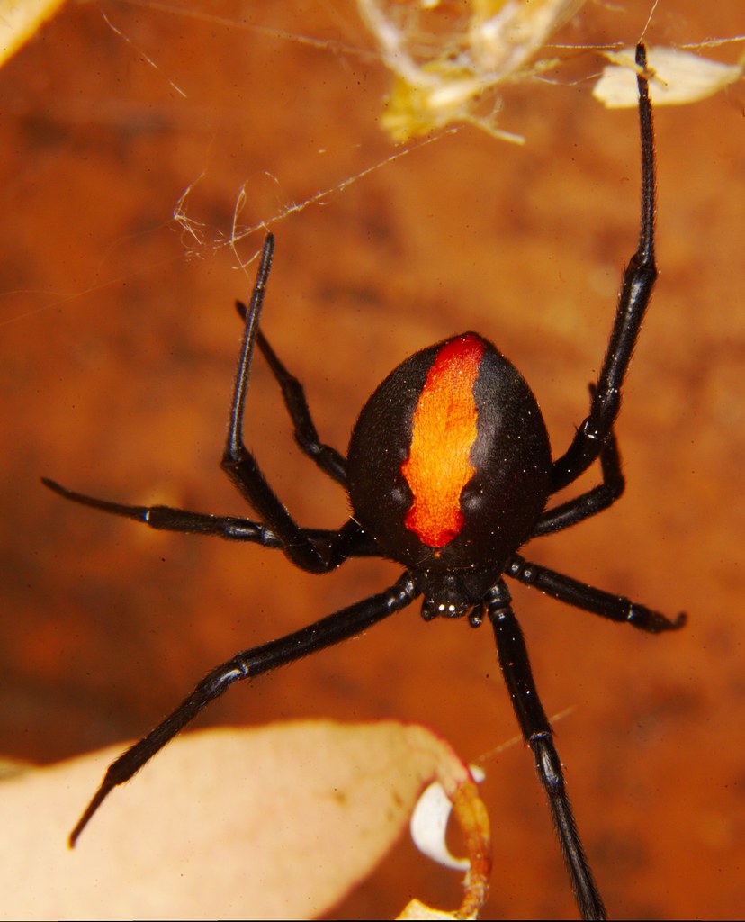 Dangerous Spider by Pacificklaus