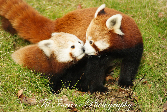 Panda Kiss | Flickr - Photo Sharing!