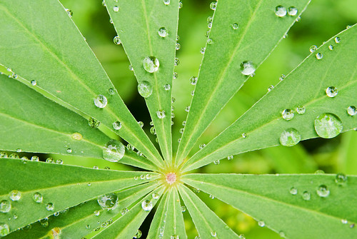 green nature water suomi finland drop luonto keskisuomi vihreä vesipisara haapamäki