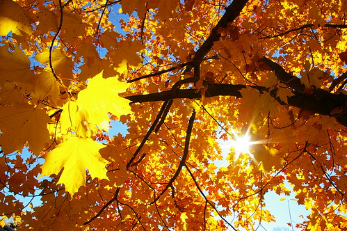 autumn orange fall nature leaves yellow photo seasons mapleleaf mapletree