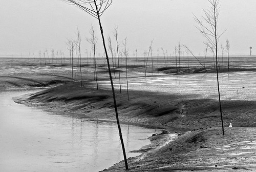 trees blackandwhite nature alberi germany landscape unesco wattenmeer mudflathiking albertodati maredelwatt