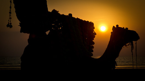 pakistan sunset sea beach animal silhouette fun view ride camel karachi clifton sindh defence