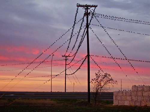 pink birds sunrise dawn wire highway texas telephone photoaday taylor 365 365project