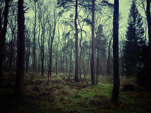 trees forest lost woods darkness space iphoneography iphone4s