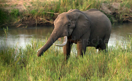 africa sunset sun elephant southafrica wildlife grasses krugernationalpark southernafrica knp vanderschelden annickvanderschelden letabariver photographerannickvanderschelden
