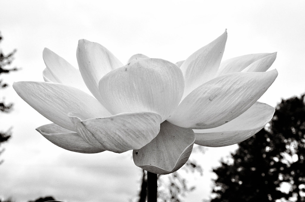 Lotus_flower_2_Terree_Yeagle