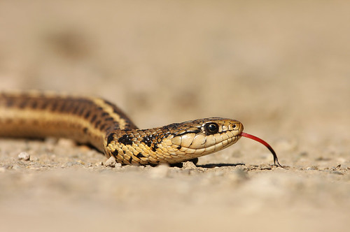 reptile snake gartersnake