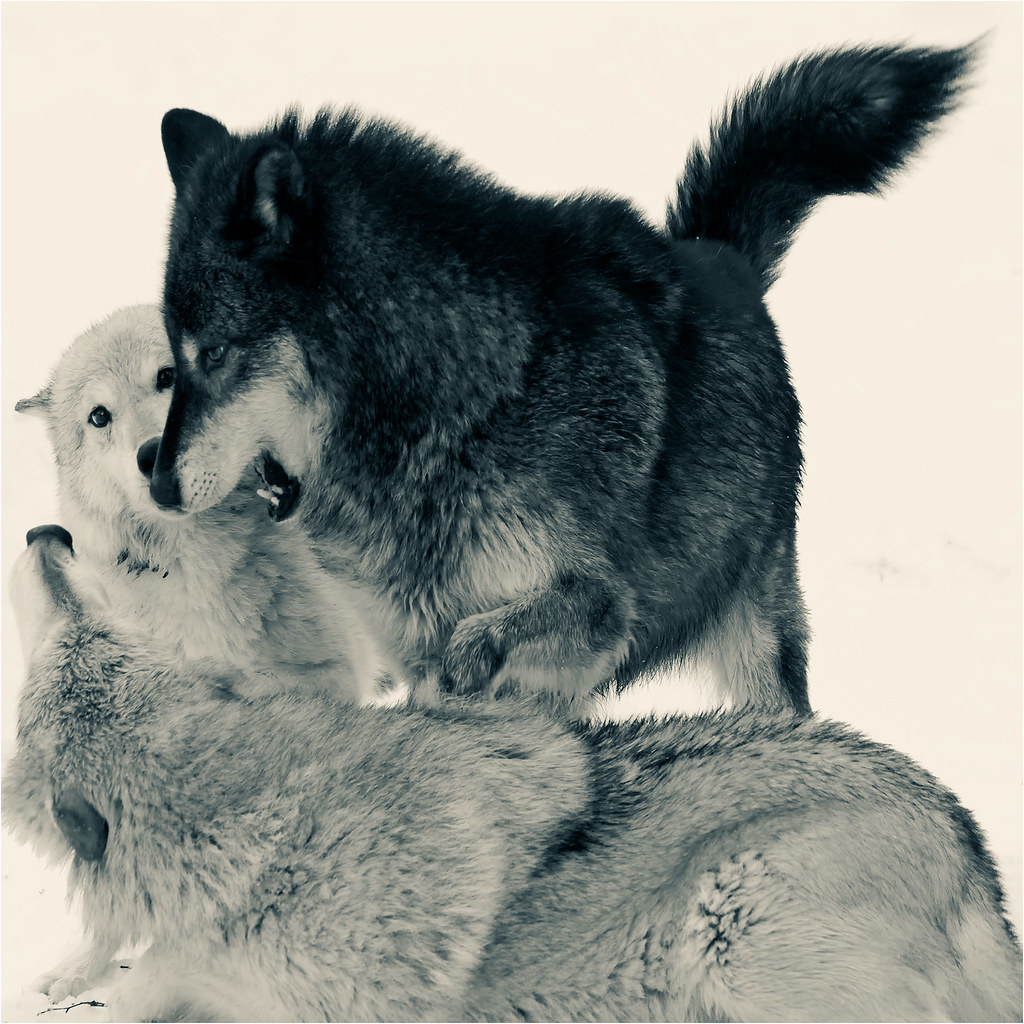 Roughhousing Tundra Wolves (Canis lupus albus) [1024 x 1024] : r/AnimalPorn