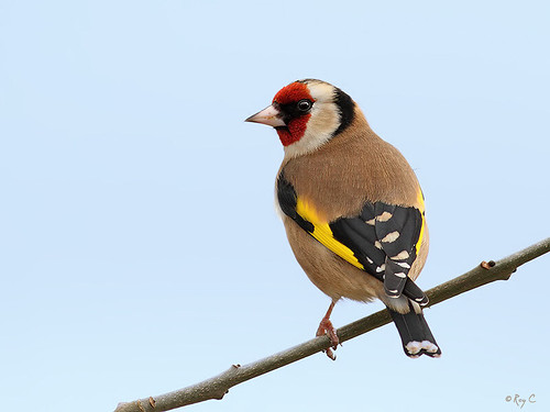 bird birds garden wildlife goldfinch devon barnstaple northdevon