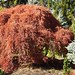 Acer Palmatum Dissectum 'Ever Red'