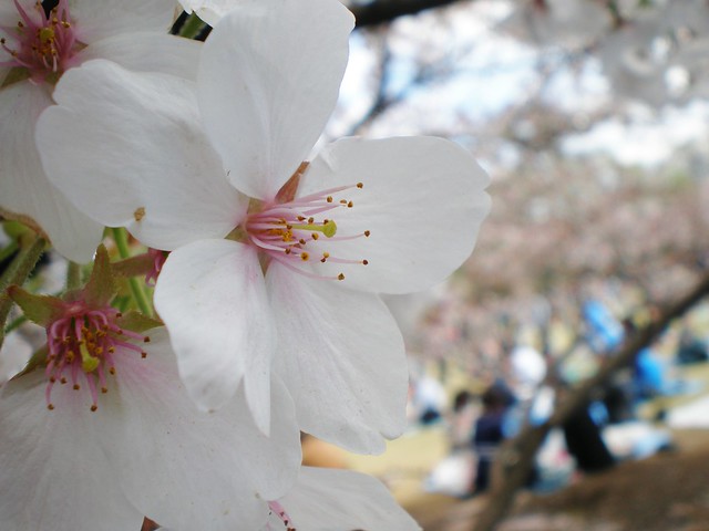 Sakura at Shinjuku Gyoen Park