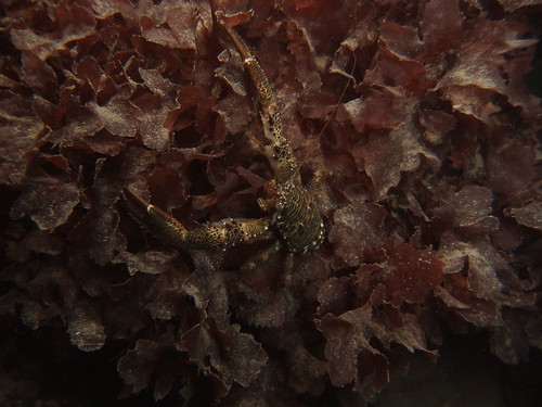 Galathea squamifera