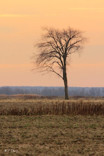 november tree nature canon novembre quebec québec arbre canonef300mmf4lisusm canoneos7d canon7d