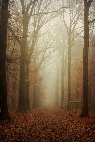 autumn trees leaves fog forest walking mood path atmosphere krefeld forstwald