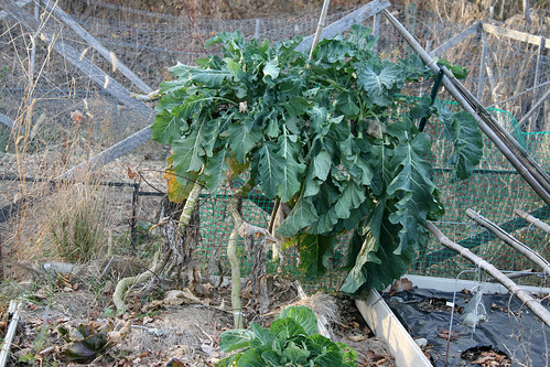 Brussels sprouts 036