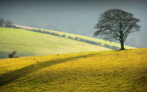 winter england tree landscape sussex countryside brighton shadows hills isolation southdowns stanmer downland southdownsnationalpark