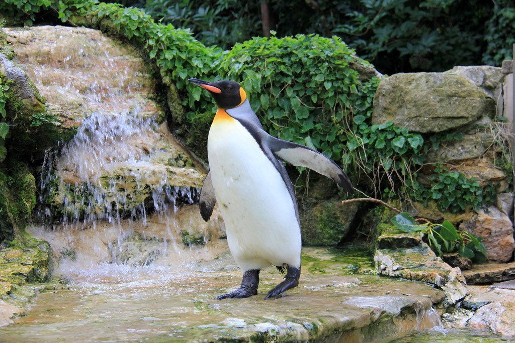 Значение пингвинов в природе. Пингвины в зоопарке Великобритании. Старый Пингвин. Пожилой Пингвин. Самый старый Пингвин.