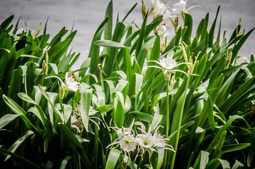 Lansford Canal Spider Lilies-36