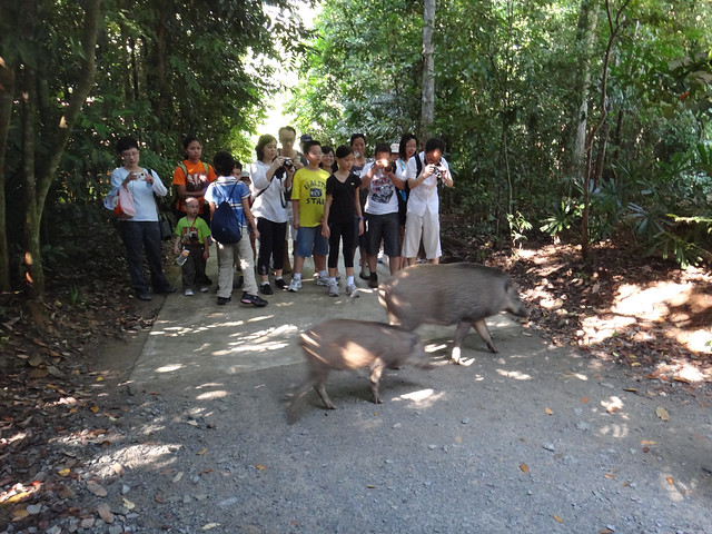Wild boar crossing! Getting close to nature at the Chek Jawa Boardwalk