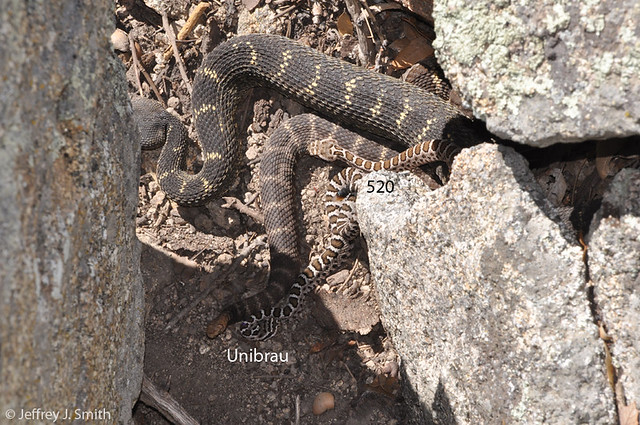 Devil Tail, Green Male, Unibrau, and 520 (Arizona Black Rattlesnakes).