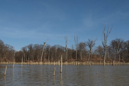 county wood trees ohio water creek forest landscape dead bare reservoir delaware barren flooded alum utata:project=tw302