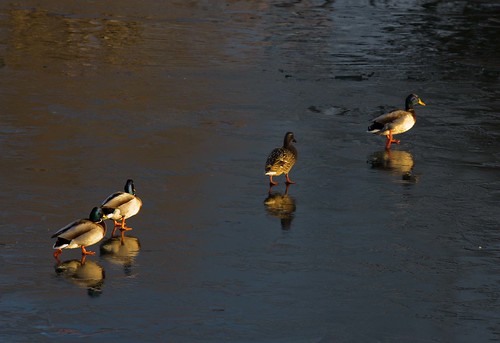 sunset cold ice río duck pato frío hielo carrión palencia