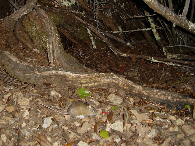 deer mouse