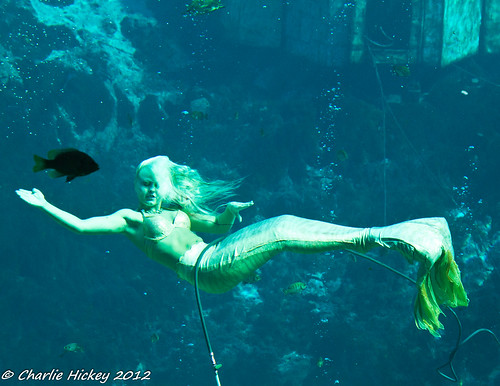 florida mermaid hernandocounty weekiwacheespringsstatepark