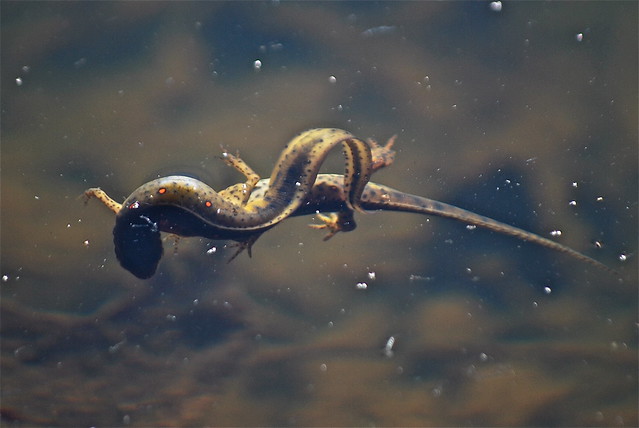 Adult eastern newts courting at Douthat State Park, Virginia