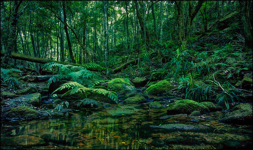 green nature water creek forest landscape waterfall rainforest australia oxygen environment lush hdr huntervalley wataganforest watagans photomatix wataganmountains watagansnationalpark