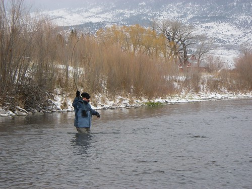Landing a Trout on Armstrong's Spring Creek on a Snowy Day