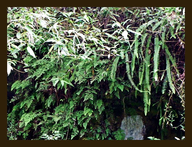 Valparai - Gallery of Ferns by the roadside