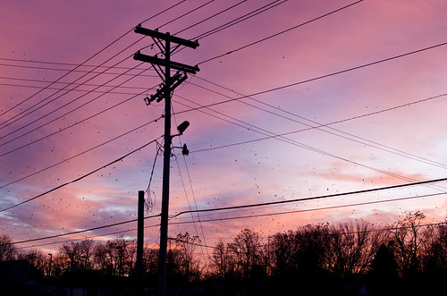 winter sunset sky indiana bloomington crows murderofcrows