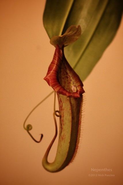 Nepenthes | Flickr - Photo Sharing!