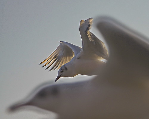 seagull möwe lauenburg lachmöwe flickraward