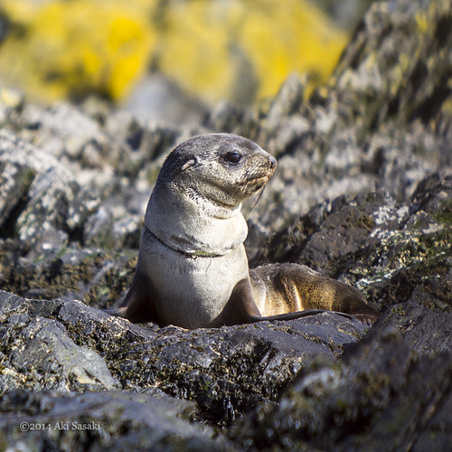 Fur seal rescue 1/6