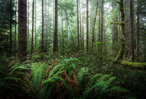 california ca trees usa green nature forest outdoors nationalpark moss explore redwoods