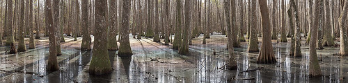 panorama landscape southcarolina swamp 4x5 lowcountry largeformatphotography largeformatlandscape scanningback