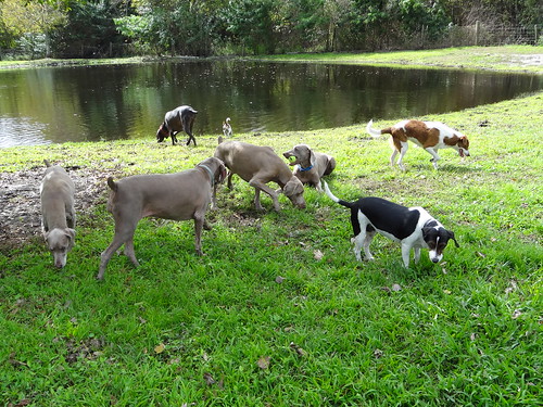 rescue pets dogs animals florida property adoption dogrescue