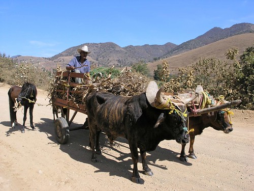 horses people mountains latinamerica animals mexico landscapes flickr desert cows hats 2006 oaxaca mammals mex gpsapproximate