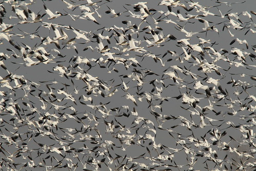 california birds geese colusa snowgoose rossgoose knuthansen