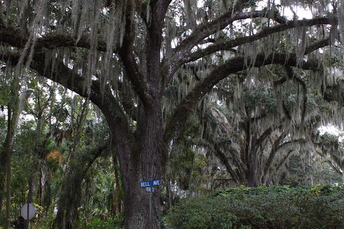 old tree oak florida south swamp spanishmoss brooksville