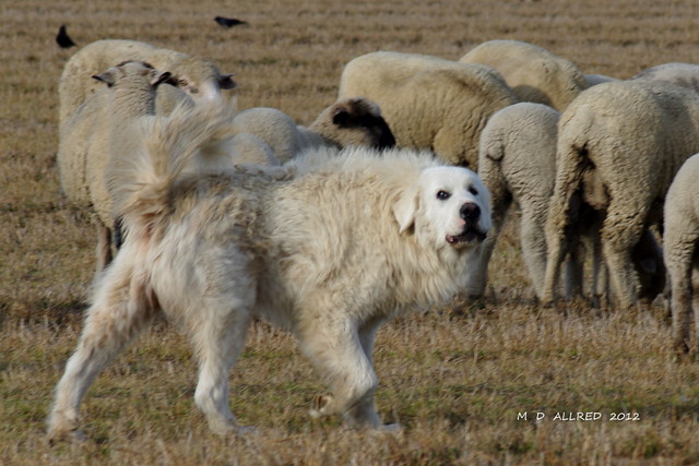 guardian of the flock | Flickr - Photo Sharing!