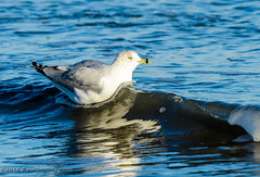 Surfer Ring-billed Gull @ Folly Field Beach - Hilton Head Island, SC