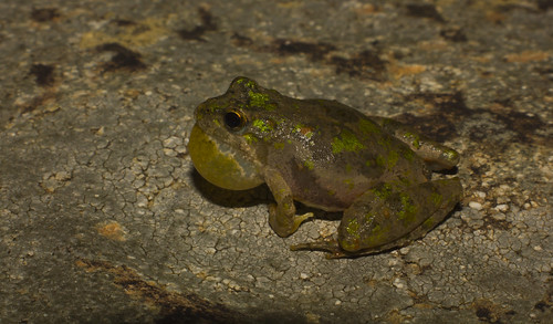 summer macro green nature wildlife frogs arkansas herpetology cossatot