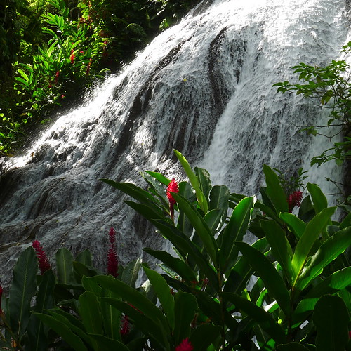 gardens square botanical ginger waterfall jamaica tropical ochorios mothernaturesgreenearth shawparkgardensandwaterfall