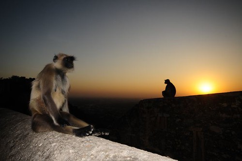 sunset india monkey fort langur rajasthan chittaurgarh