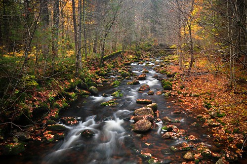 autumn canada fall leaves creek automne stream quebec cartier québec cascades jacques parc jacquescartier d90 sepaq parcnationaldelajacquescartier parcsquébec